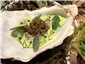 oyster and caviar